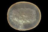 Fossil Jellyfish (Essexella) Pos/Neg - Illinois #120709-1